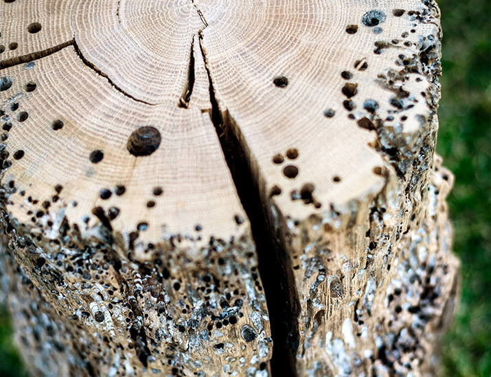 Bois de Briccola
