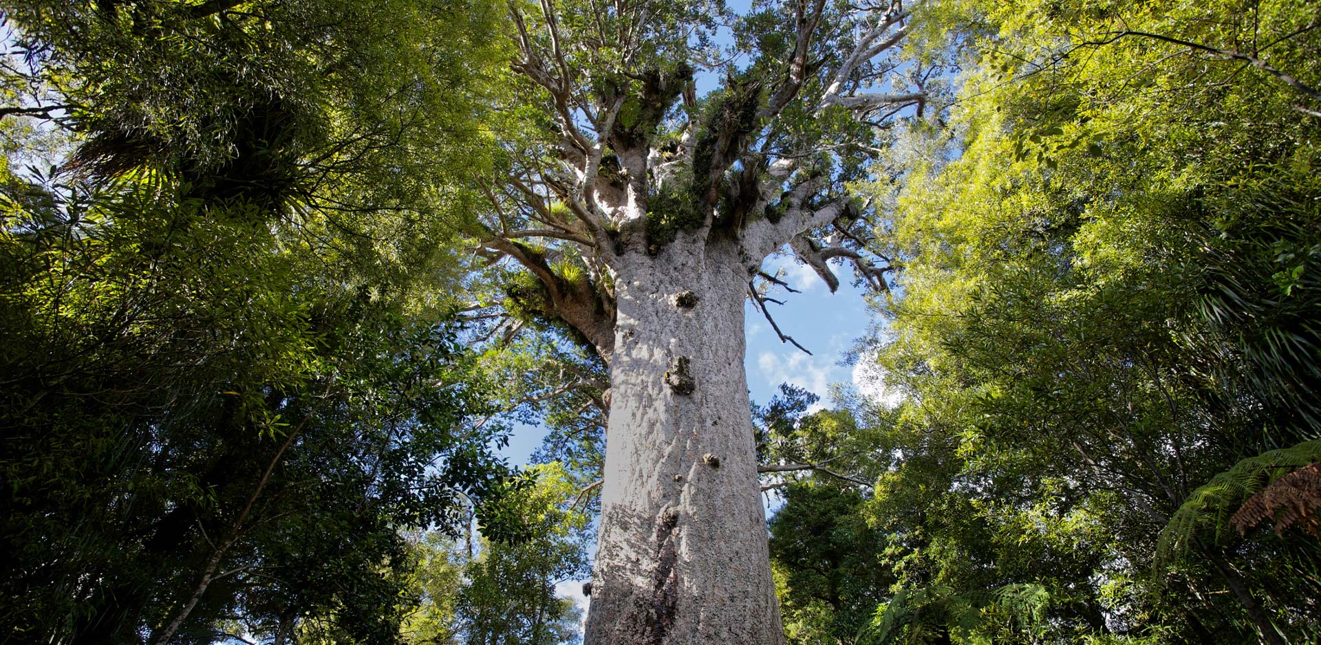Kauri Holz Gallery